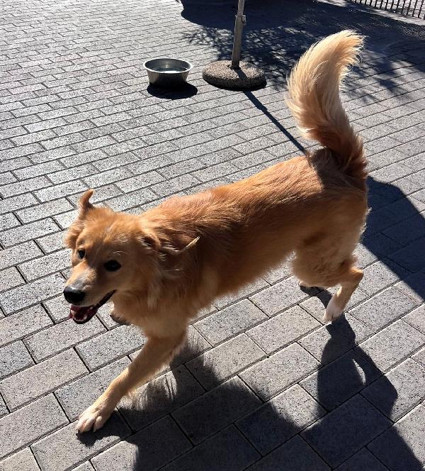 DIOR BELLISSIMO CAGNOLINO FULVO Foto 3
